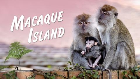 Macaque Island