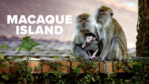 Macaque Island