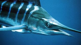 Coral Seas Coral Seas