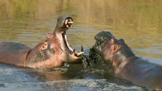 Hit by Hippos Hit by Hippos