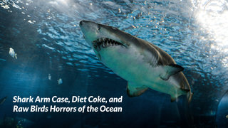 Shark Arm Case, Diet Coke, and Raw Birds Horrors of the Ocean