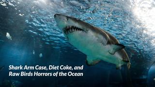 Shark Arm Case, Diet Coke, and Raw Birds Horrors of the Ocean