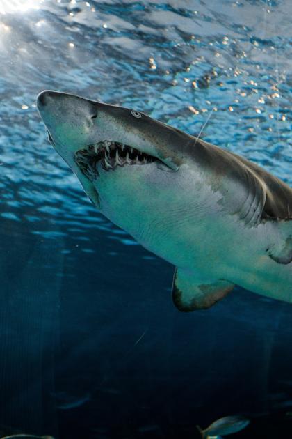 Shark Arm Case, Diet Coke, and Raw Birds Horrors of the Ocean