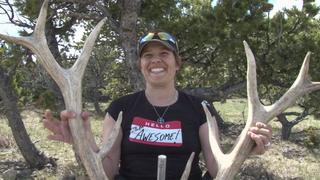 The Bear Necessities The Bear Necessities