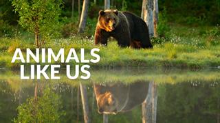 Animals Like Us