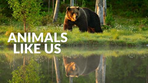 Animals Like Us