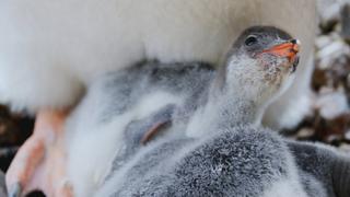 Meerkat Survival School