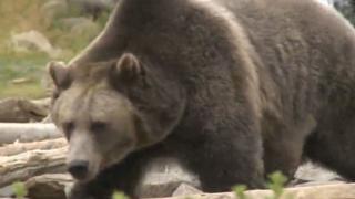 Yellowstone Wardens