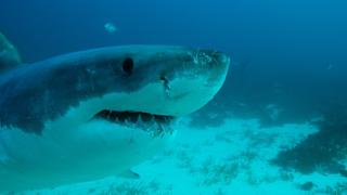 Mysteries of the Great White