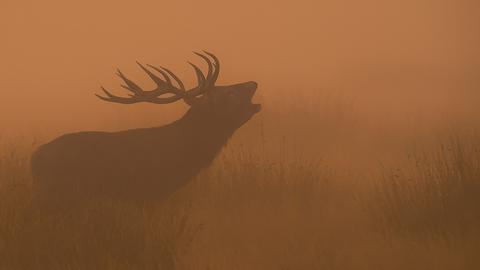 The Wilds of Winter