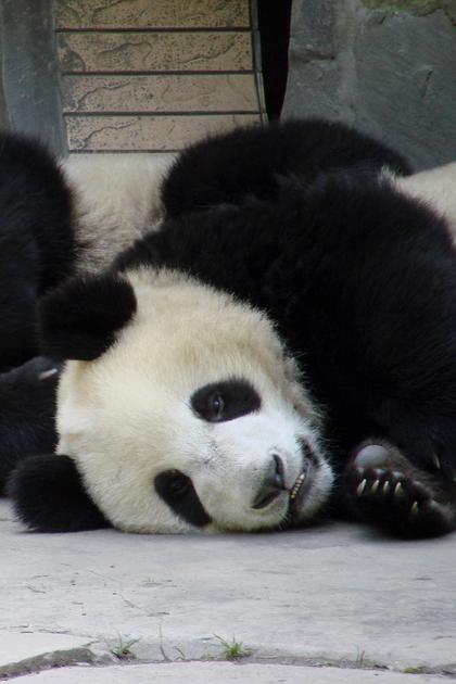 Pandamonium