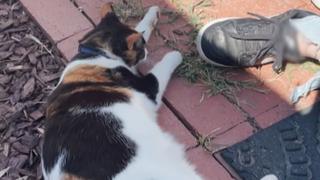 Cat Pervert!