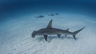 Madfin Shark Series