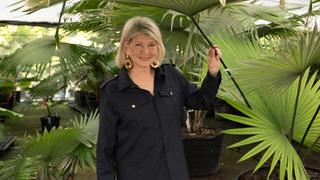 Tropical Plants That Can Grow Anywhere Tropical Plants That Can Grow Anywhere
