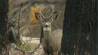 The Hunt of a Lifetime The Hunt of a Lifetime