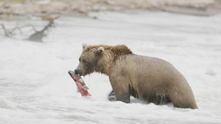 So Long and Thanks for All the Fish