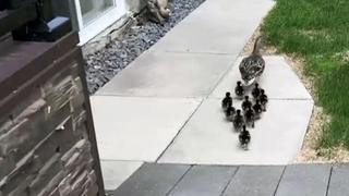 Lawn & Order
