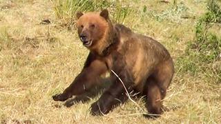 Arresting Behavior Arresting Behavior