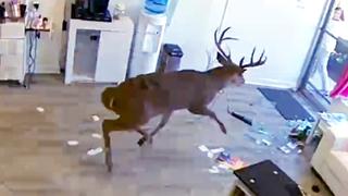 Animal Invasions