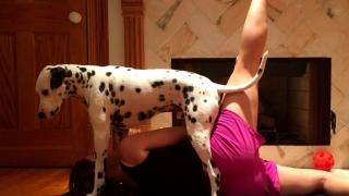 Pet Workouts Pet Workouts