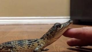 Baby Animals Baby Animals