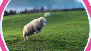 Dairy Diaries Dairy Diaries