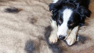 NEW Shark Upright Vacuum! PowerDetect