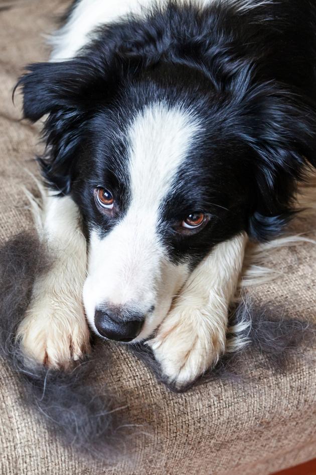 NEW Shark Upright Vacuum! PowerDetect