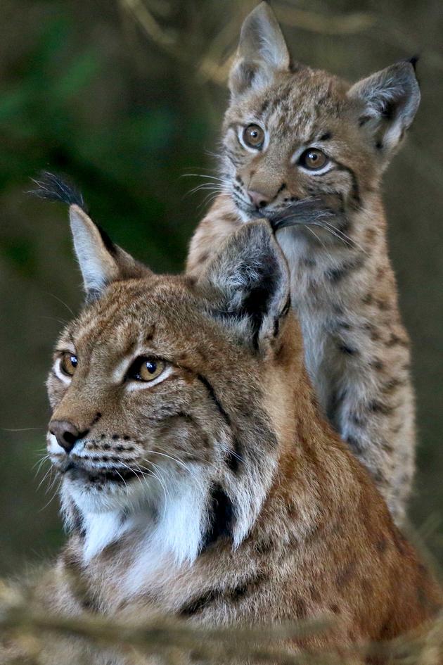 High Life in the Dead Mountains