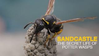  watch Sandcastle: The Secret Life of Potter Wasps