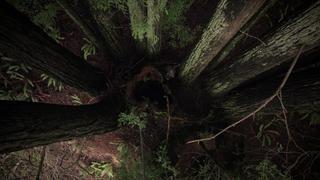 Smells Like Bigfoot Smells Like Bigfoot