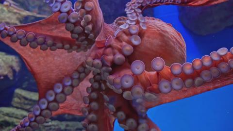 Swamp Beast Sighting, Martian Conspiracy, and Transparent Mexican Sea Monster