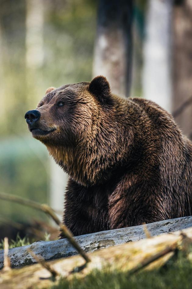 Bears of the Karawank Mountains
