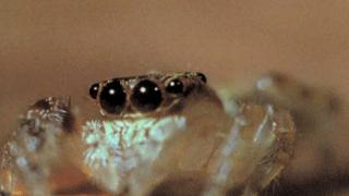 Natures Miniatures Part 3