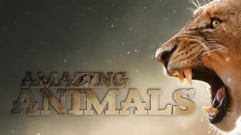 Amazing Animals