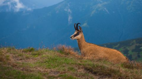 Animal Journeys Part 2