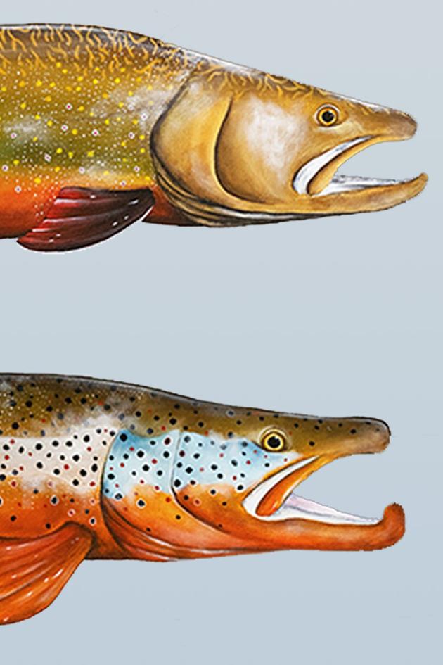 Fly Fishing Film Tour 2024