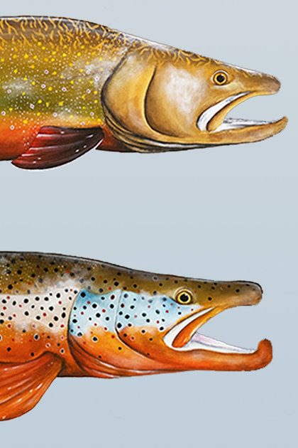 Fly Fishing Film Tour 2024