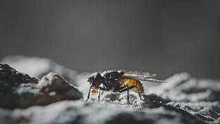 A Fly's Tale A Fly's Tale