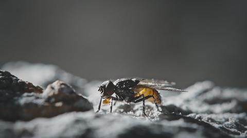 A Fly's Tale