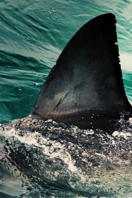 Shark Attack: A Boy's Fight to Survive