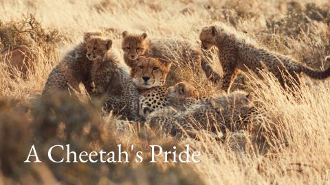 A Cheetah's Pride