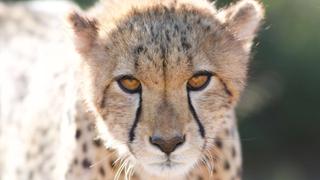 Two Mothers, Nine Cubs Two Mothers, Nine Cubs