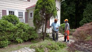 Trash Insert; Arborvitae Removal Trash Insert; Arborvitae Removal