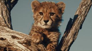 A Cheetah's Pride