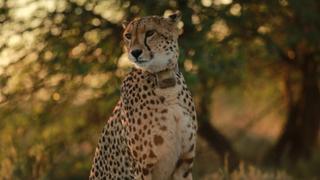 A Cheetah's Pride