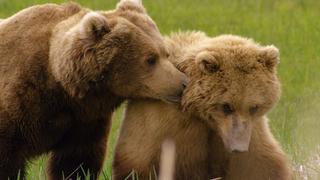 Parents In The Wild