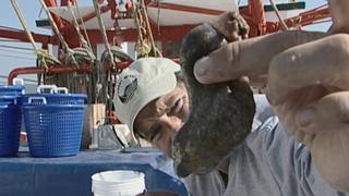 Shrimper Shrimper