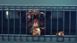 Contraband: Seized at the Airport