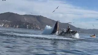 Whale Eats Kayakers, Trucks vs. Trains, Flames & Cranes & Historic Eiffel Tower Jump Whale Eats Kayakers, Trucks vs. Trains, Flames & Cranes & Historic Eiffel Tower Jump
